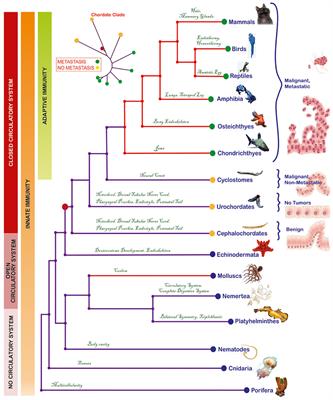 A Systems-Based Key Innovation-Driven Approach Infers Co-option of Jaw Developmental Programs During Cancer Progression